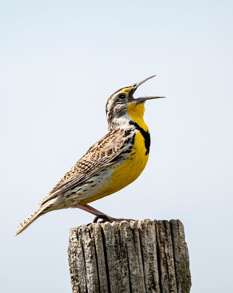Meadowlark-bird